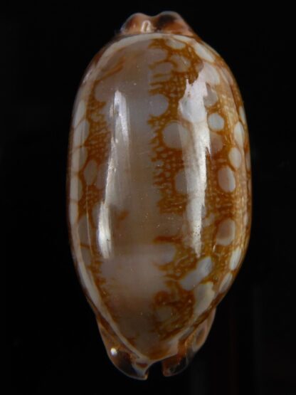 Mauritia scurra hivaensis 40,82 mm Gem -48703