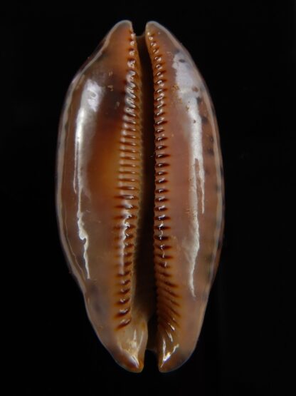 Mauritia scurra hivaensis 40,82 mm Gem -48707