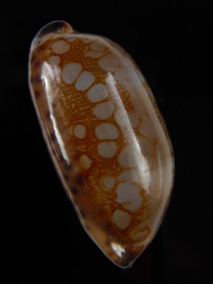 Mauritia scurra hivaensis 40,82 mm Gem -48708