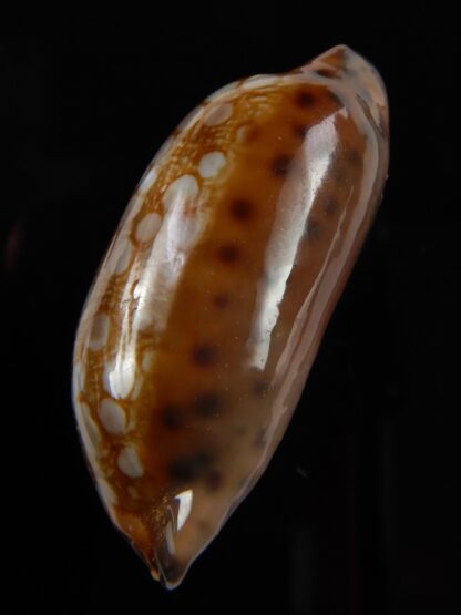 Mauritia scurra hivaensis 40,82 mm Gem -48709