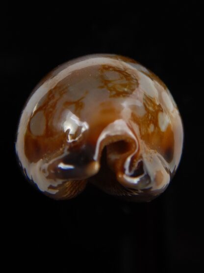 Mauritia scurra hivaensis 40,82 mm Gem -48705