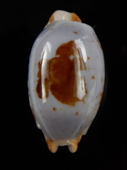 Bistolida stolida aureliae 23,9 mm Gem-48719
