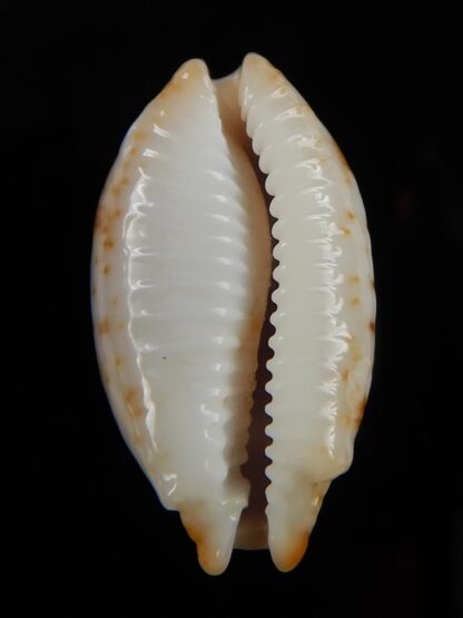 Bistolida stolida aureliae 23,9 mm Gem-48718