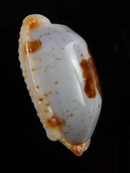 Bistolida stolida aureliae 23,9 mm Gem-48722