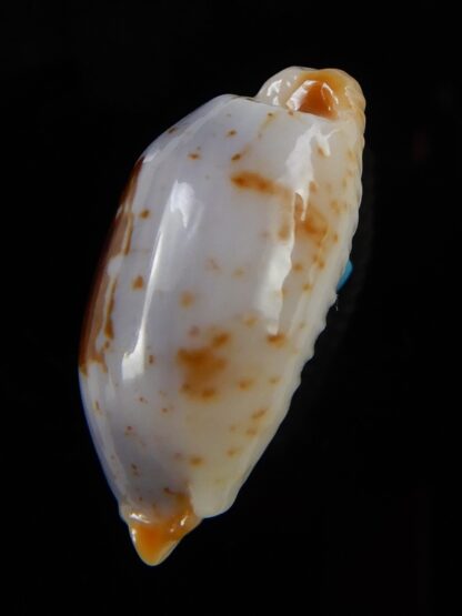 Bistolida stolida aureliae 23,9 mm Gem-48720