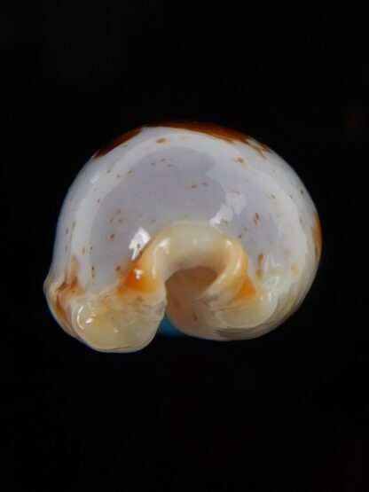 Bistolida stolida aureliae 23,9 mm Gem-48721