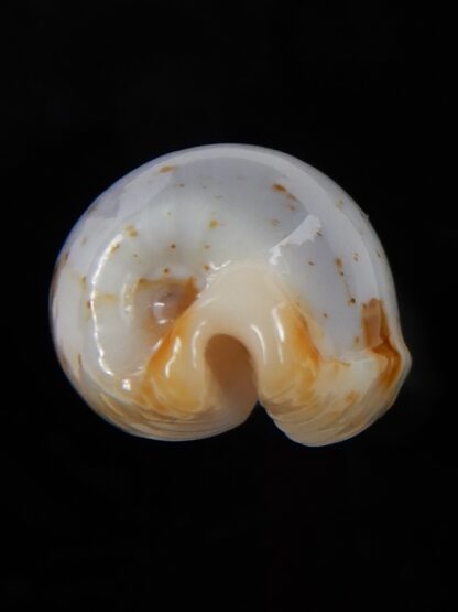 Bistolida stolida aureliae 23,9 mm Gem-48723