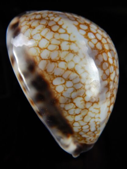 Mauritia histrio westralis ...Big size... 70,95 mm Gem-48925