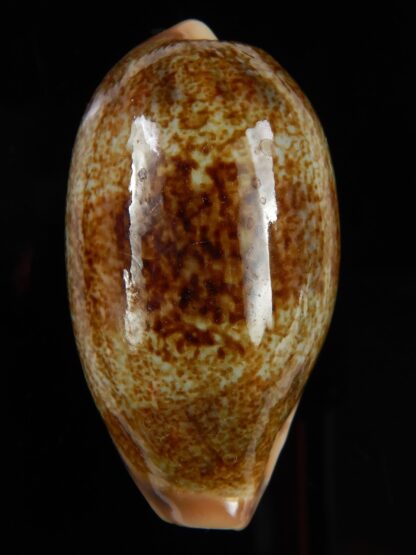 Erronea caurica blaesa. Big size.. 47,07 mm Gem-48781