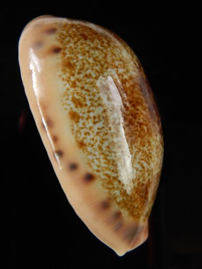Erronea caurica blaesa. Big size.. 47,07 mm Gem-48785