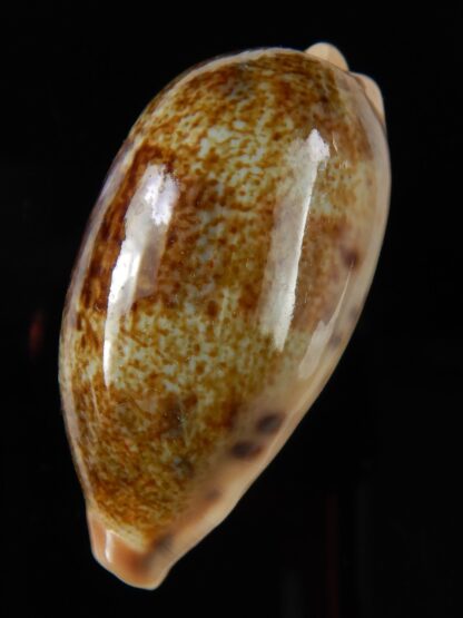 Erronea caurica blaesa. Big size.. 47,07 mm Gem-48787