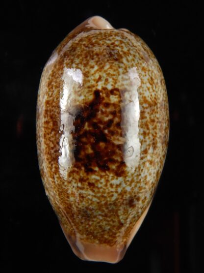 Erronea caurica blaesa. 41,36 mm Gem-48732
