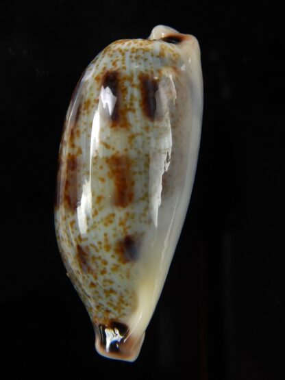 Erronea cylindrica sowerbeyana 33,36 mm Gem -48813