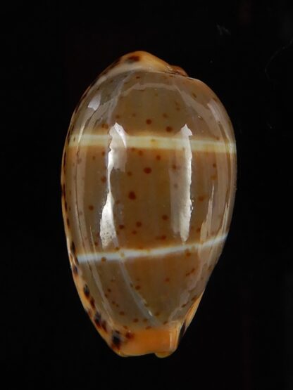 Palmadusta lutea bizonata 19,10 mm Gem-48931