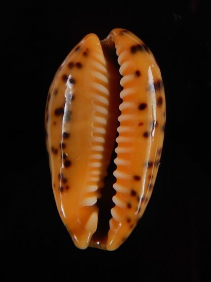 Palmadusta lutea bizonata 19,10 mm Gem-48937