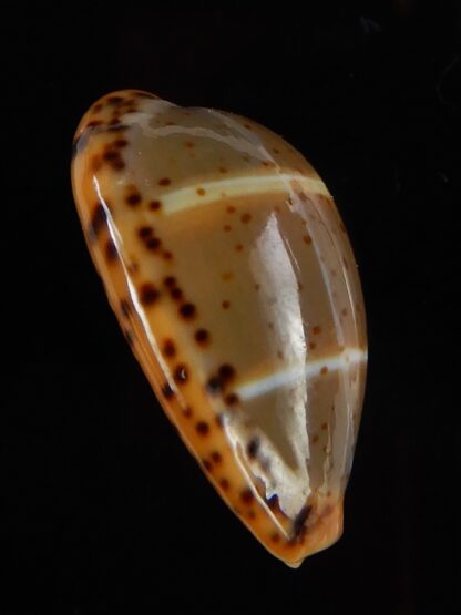 Palmadusta lutea bizonata 19,10 mm Gem-48933