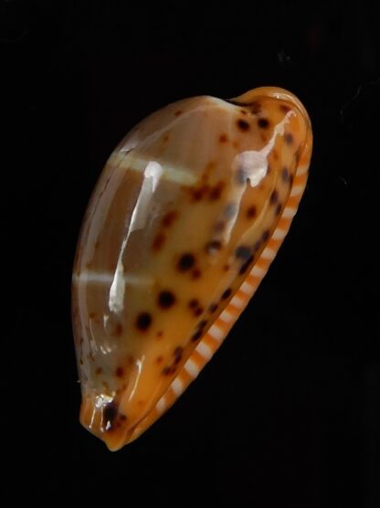 Palmadusta lutea bizonata 19,10 mm Gem-48935