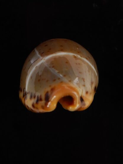 Palmadusta lutea bizonata 19,10 mm Gem-48934