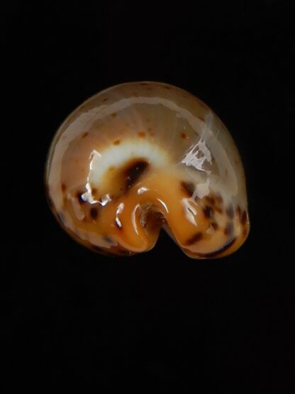 Palmadusta lutea bizonata 19,10 mm Gem-48936