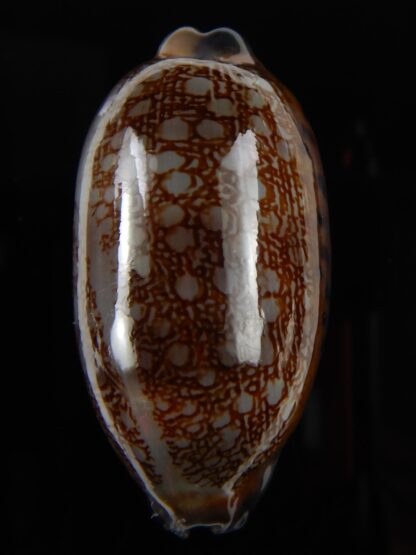 Mauritia scurra hivaensis ..Big size ... 49,98 mm Gem-48976