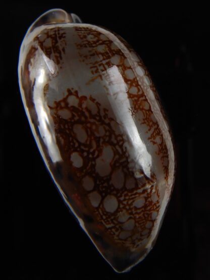 Mauritia scurra hivaensis ..Big size ... 49,98 mm Gem-48973