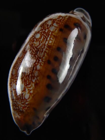 Mauritia scurra hivaensis ..Big size ... 49,98 mm Gem-48975