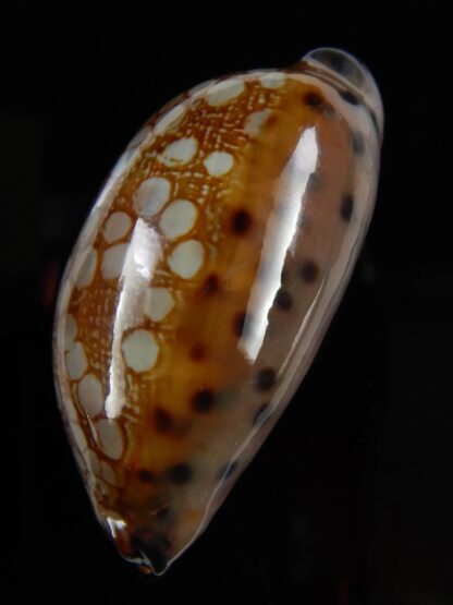 Mauritia scurra hivaensis ..Big size ... 47,20 mm Gem-48951