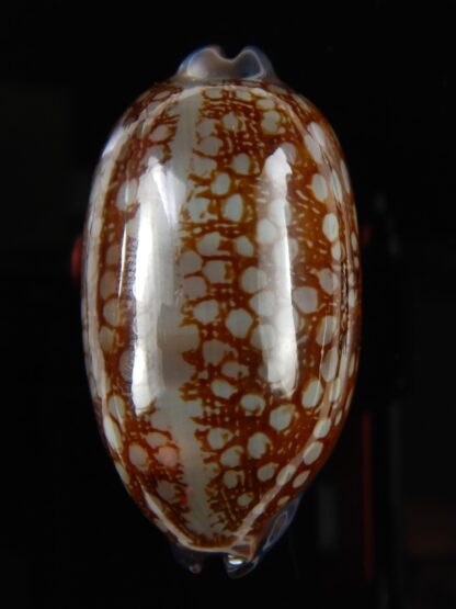 Mauritia scurra hivaensis ..Big size ... 49,66 mm Gem-48961