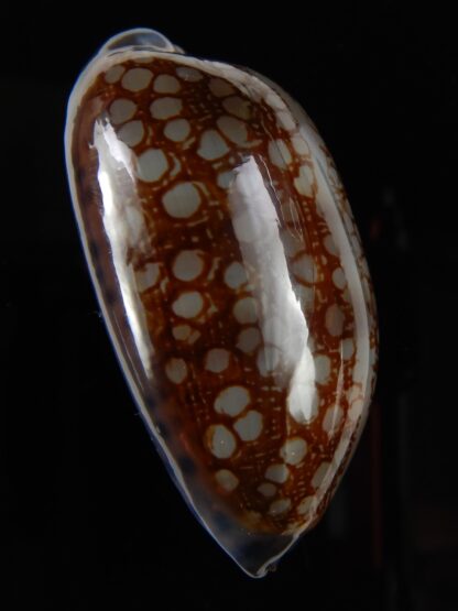 Mauritia scurra hivaensis ..Big size ... 49,66 mm Gem-48960