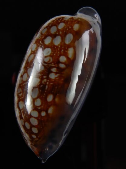 Mauritia scurra hivaensis ..Big size ... 49,66 mm Gem-48964