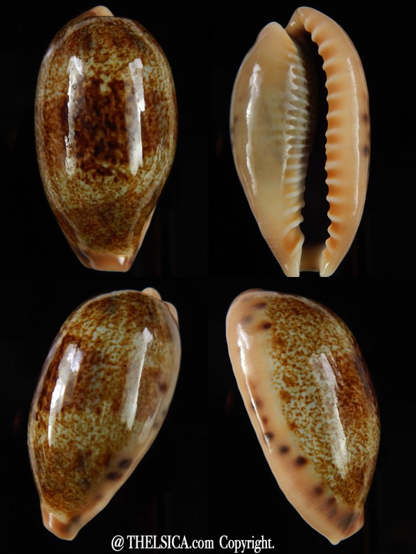 Erronea caurica blaesa. Big size.. 47,07 mm Gem-0