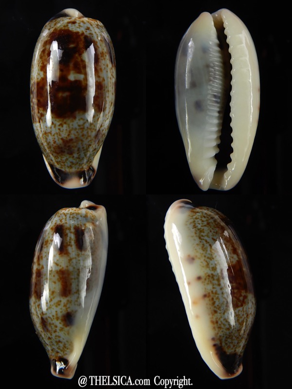 Erronea cylindrica sowerbeyana 33,36 mm Gem -0