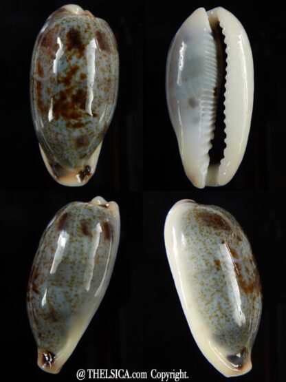 Erronea cylindrica sowerbeyana Big size... 35,26 mm Gem-0
