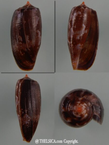 Gastridium obscurus 25,15 mm Gem-0