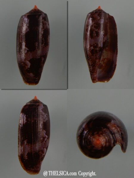 Gastridium obscurus 26,53 mm Gem-0