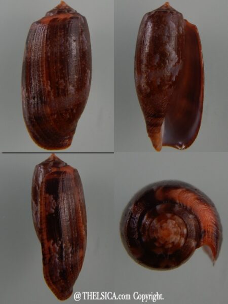 Gastridium obscurus Big size 31,55 mm Gem-0