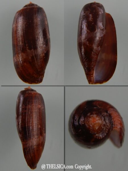Gastridium obscurus Big size 34,61 mm Gem-0