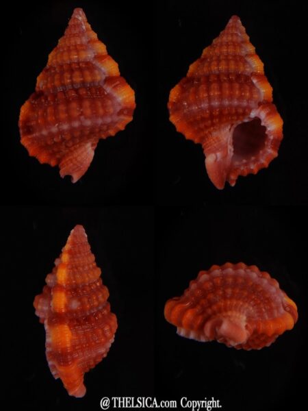 Gyrineum roseum18,63 mm Gem-0