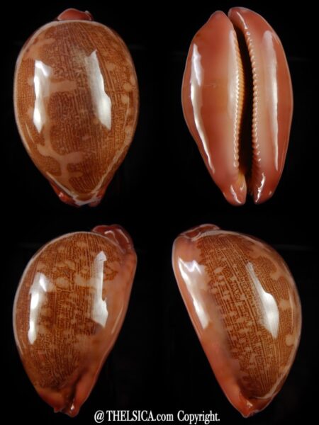 Leporicypraea..mappa panerythra ..super red... 65,51 mm Gem-0