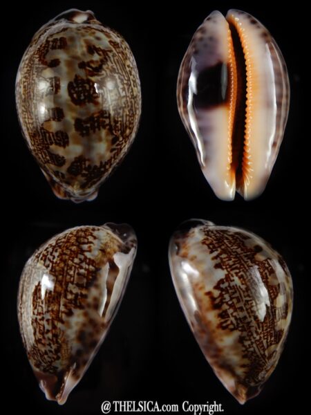 Leporicypraea mappa curvati.. 61,83 mm F+++/Gem-0
