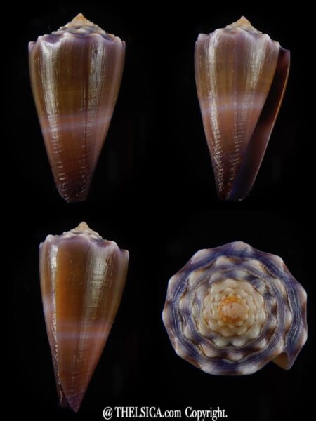 Lividiconus conco 36,65 mm Gem-0