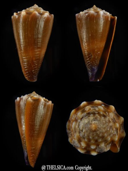 Lividiconus conco 39,86 mm F+++/Gem-0
