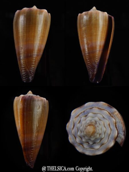 Lividiconus conco 42,15 mm Gem (-)-0