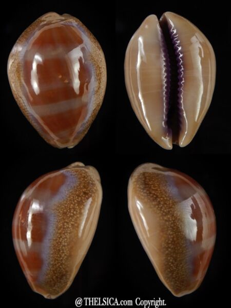 Lyncina propinqua pinguis 32,32 mm Gem (-)-0