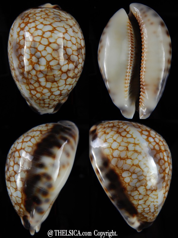 Mauritia histrio westralis ...Big size... 70,95 mm Gem-0