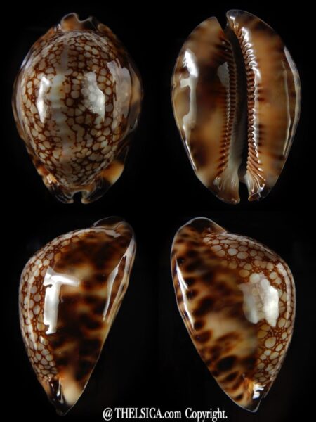 Mauritia maculifera martybealsi .. Big size ... 69,68 mm Gem (-)-0