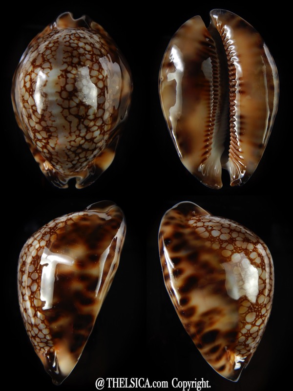 Mauritia maculifera martybealsi .. Big size ... 69,68 mm Gem (-)-0