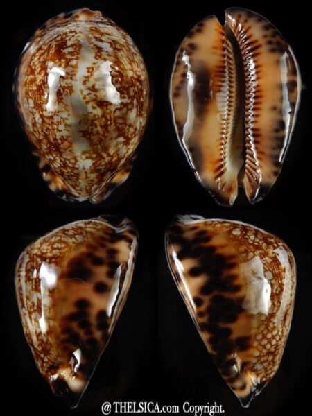 Mauritia maculifera martybealsi ..Very Big size ... 74,38 mm Gem (-)-0