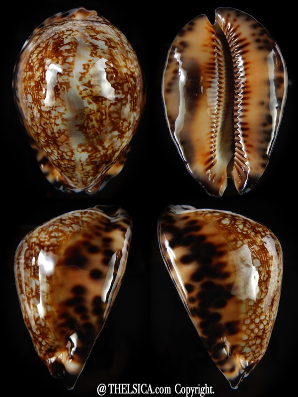 Mauritia maculifera martybealsi ..Very Big size ... 74,38 mm Gem (-)-0