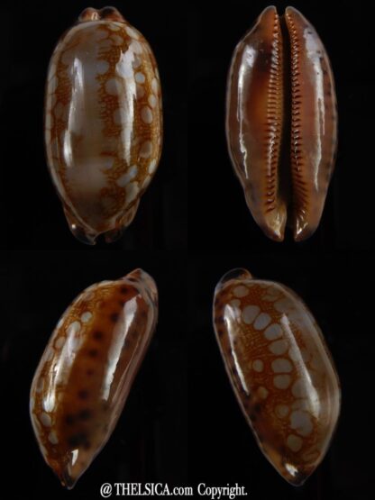 Mauritia scurra hivaensis 40,82 mm Gem -0